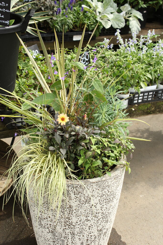 ロベリア プリンセスブルー プチ フルール Actis Flower Garden Green