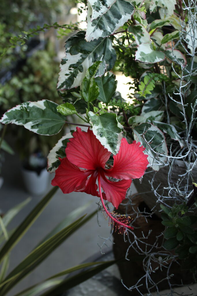 斑入りハイビスカス Actis Flower Garden Green プチ フルール