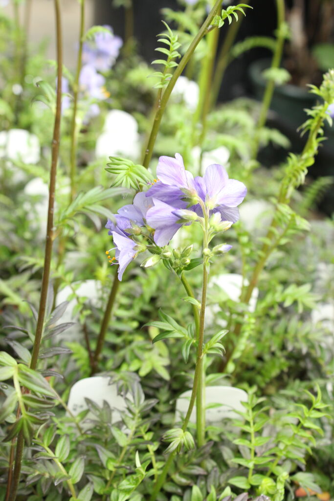 松原園芸さんペチュニア♥ ヴァンサンカン・みどりのヴェール ♥ 3号ポットごと 松原園芸オリジナル】 ペチュニア・ヴァンサンカン 『みどりの