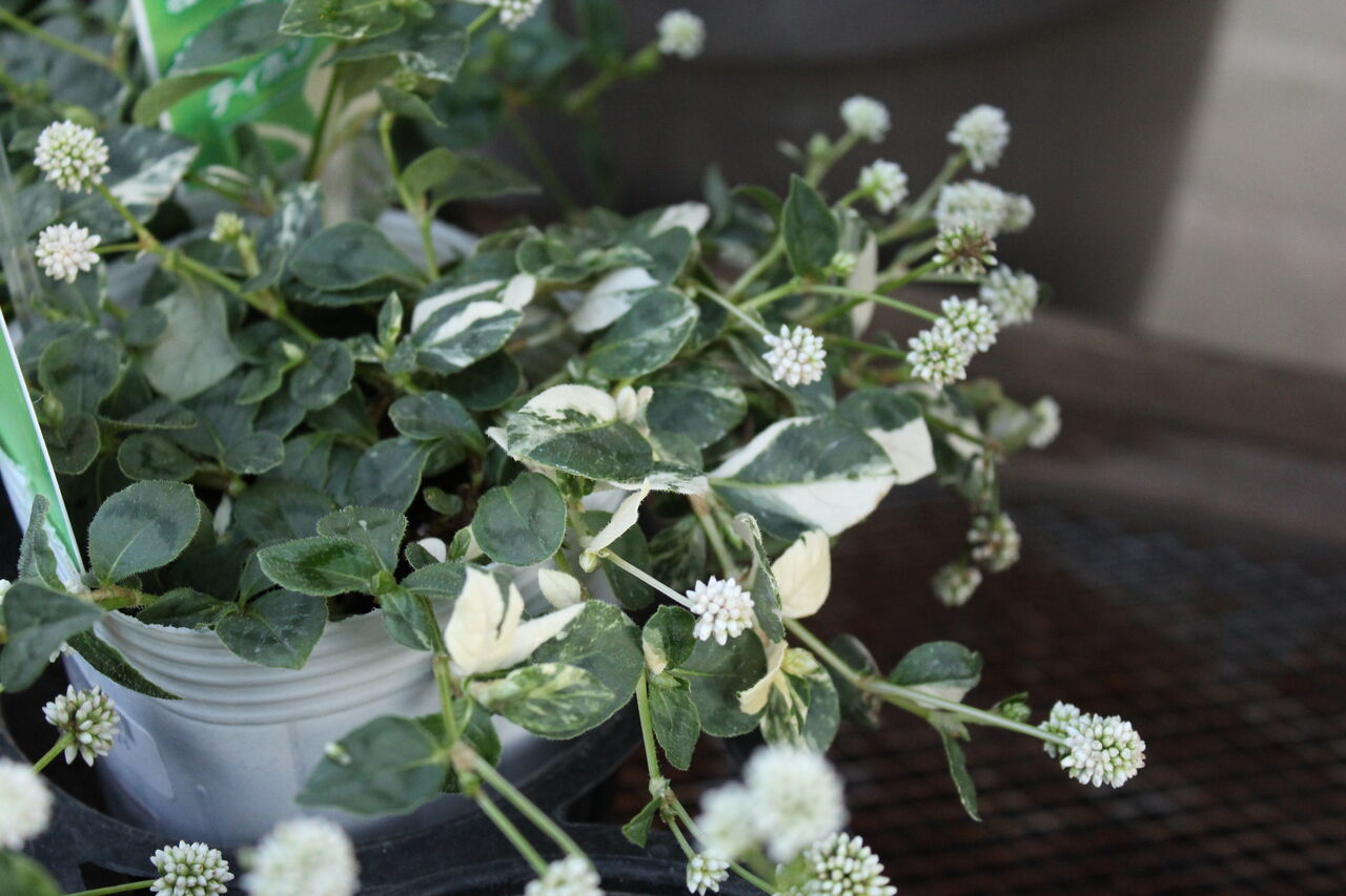 斑入り白花ポリゴナム ティホン プチ フルール Actis Flower Garden Green
