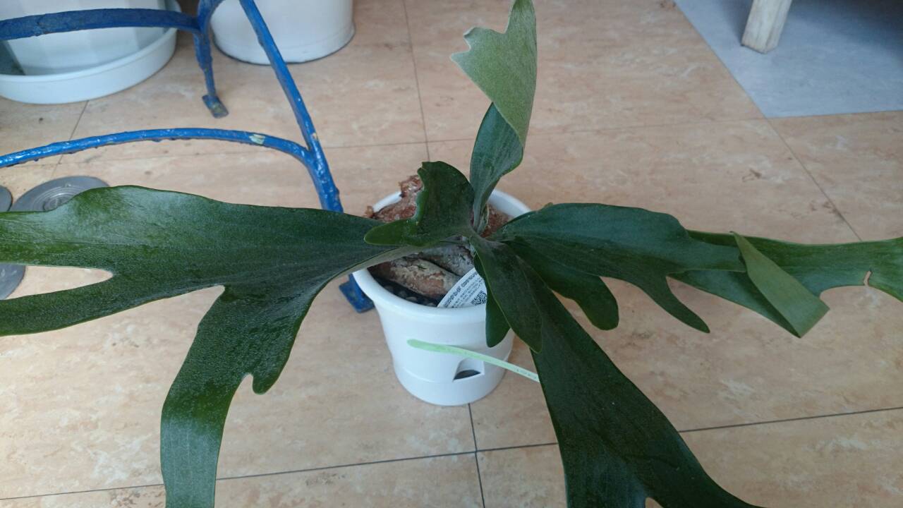 巨大コウモリ ちびコウモリ プチ フルール Actis Flower Garden Green