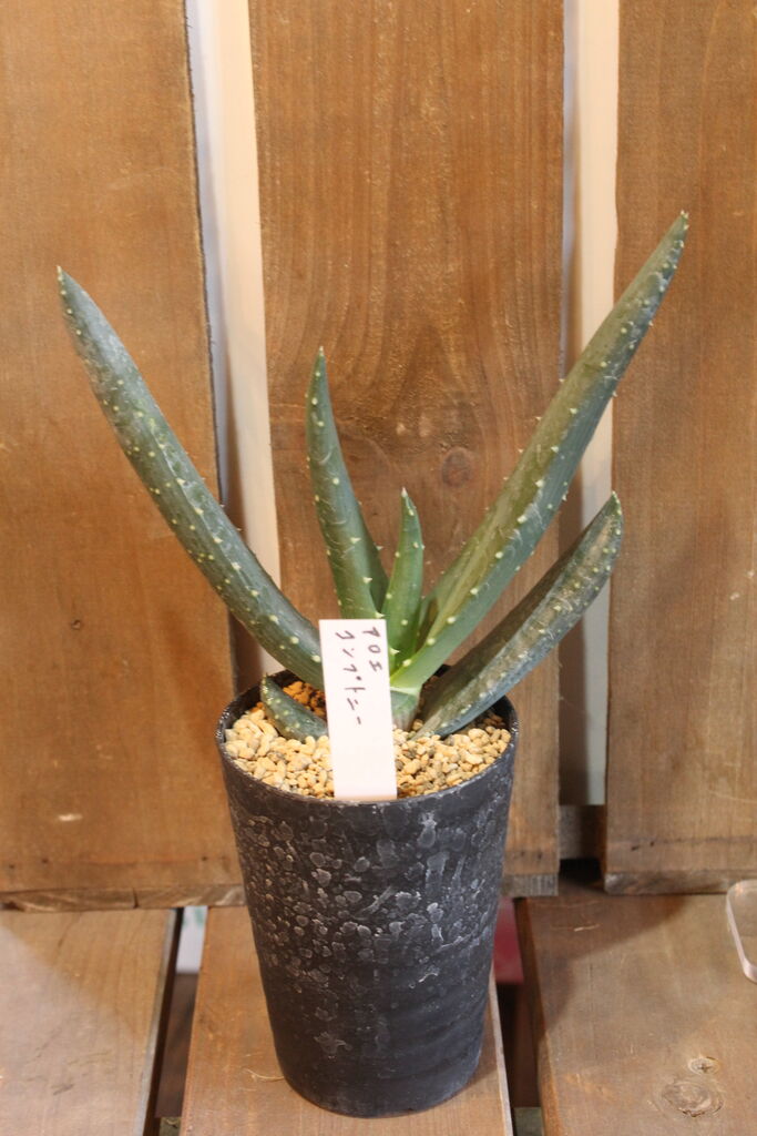 マニアックなアロエ いかがですか プチ フルール Actis Flower Garden Green