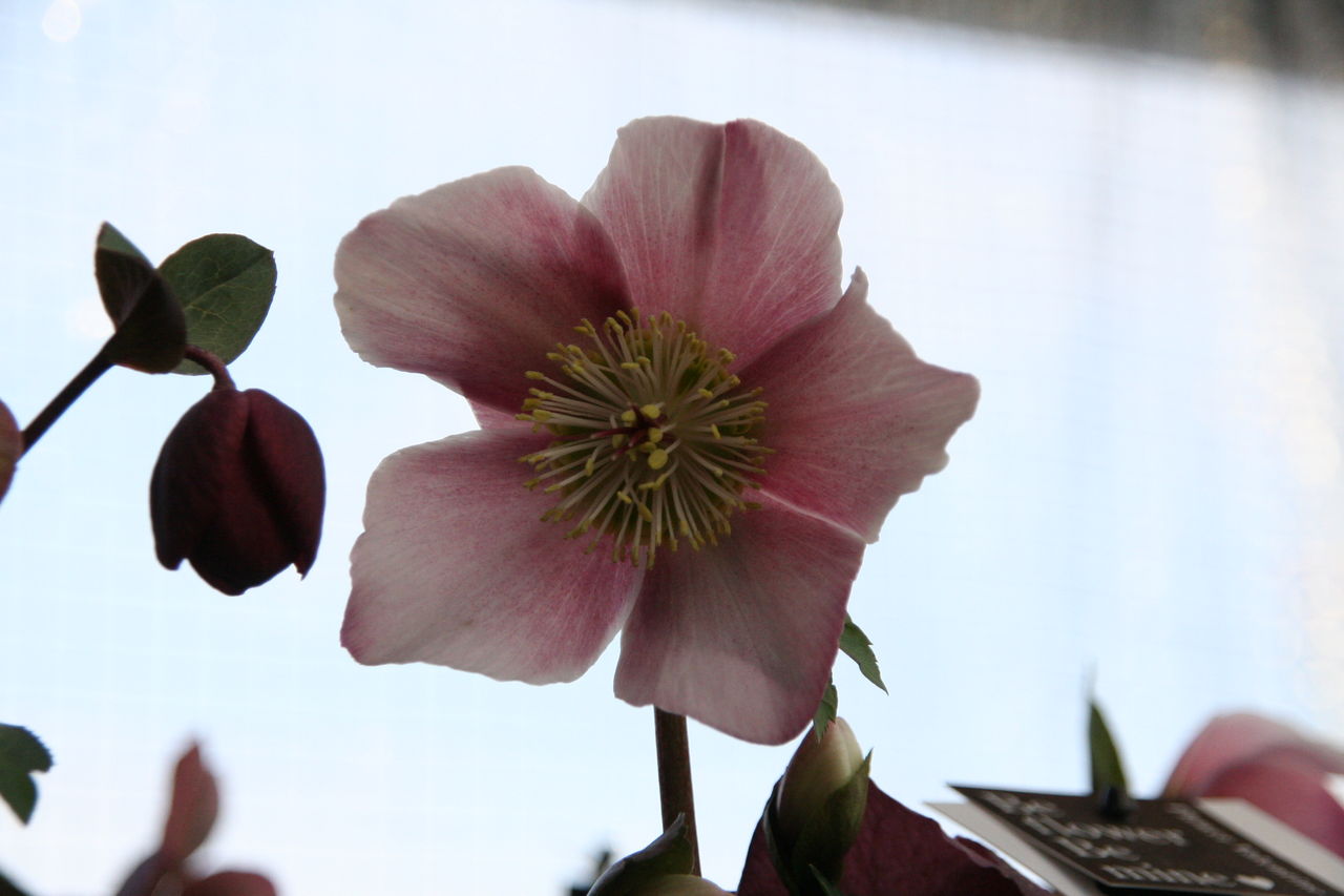 受験生へ 合格の花 撮影がありました プチ フルール Actis Flower Garden Green