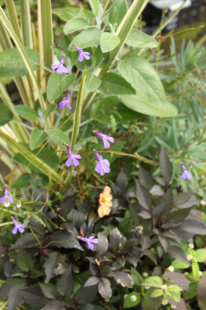 ロベリア プリンセスブルー プチ フルール Actis Flower Garden Green