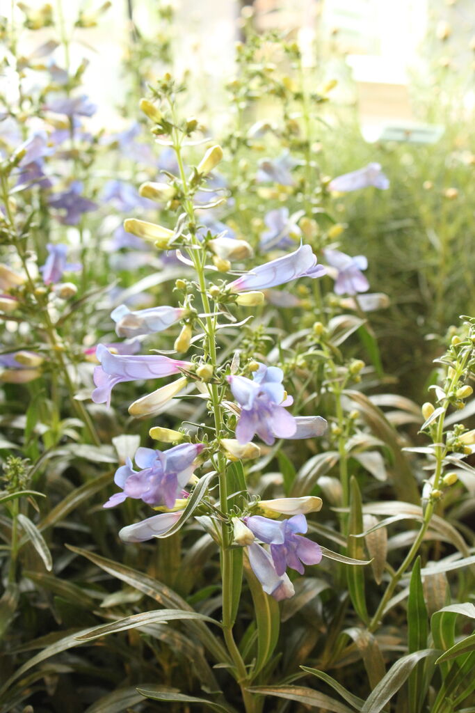 松原園芸さんのペチュニア・ヴァンサンカン「みどりのヴェール