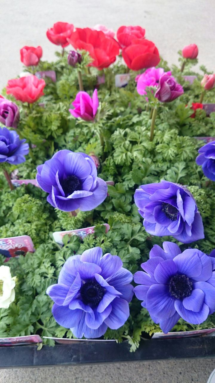 アネモネ ラナンキュラス プチ フルール Actis Flower Garden Green アネモネ ラナンキュラス プチ フルール Actis Flower Garden Green