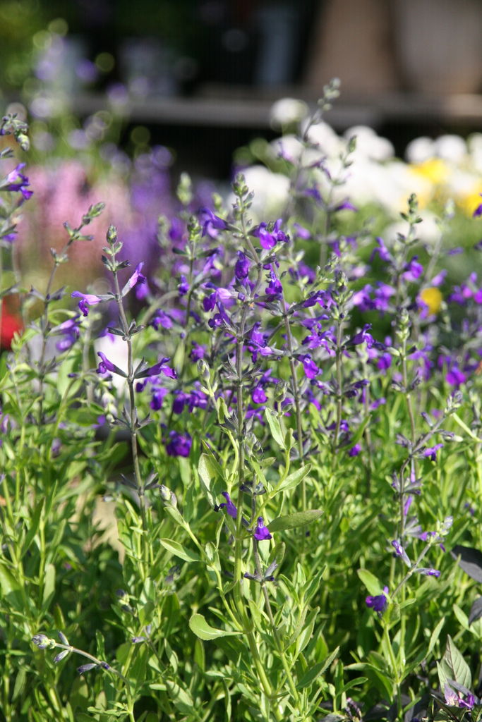 ギリア レプタンサブルー とブルーの花たち プチ フルール Actis Flower Garden Green