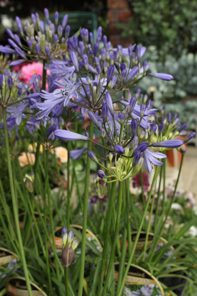 アガパンサス サマーラブブルー と入荷の花たち プチ フルール Actis Flower Garden Green