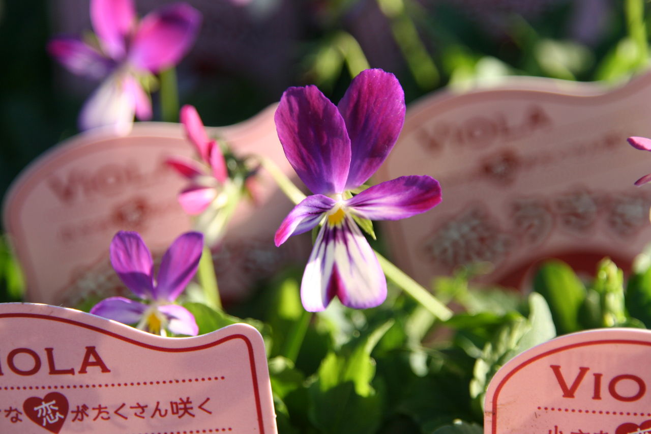 ビオラ 恋うさぎ と バレリーナのシュシュ ボアルース長野試合ブース出店します プチ フルール Actis Flower Garden Green ビオラ 恋うさぎ と バレリーナのシュシュ ボアルース長野試合ブース出店します プチ フルール Actis Flower Garden Green