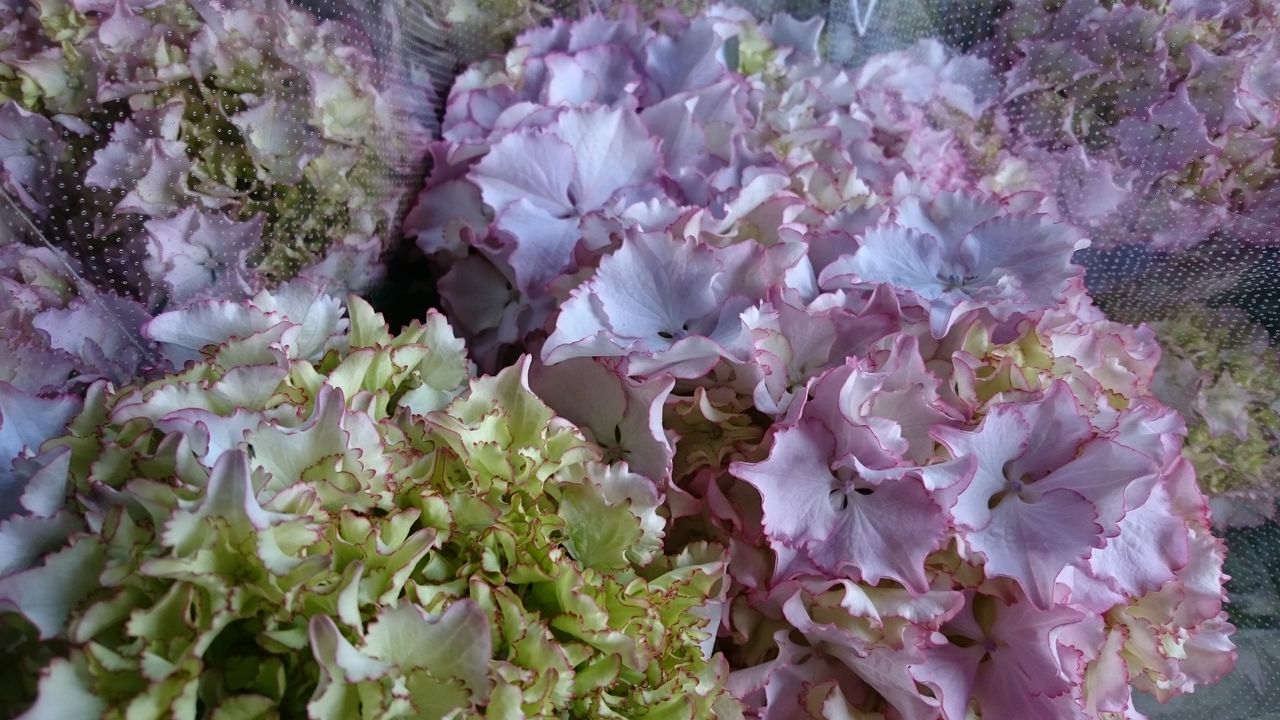 贈り物に アジサイいろいろ プチ フルール Actis Flower Garden Green