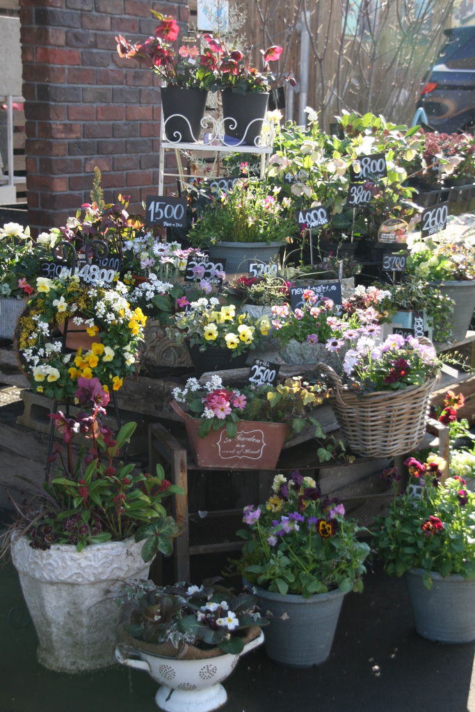 春の花の寄せ植えに 素敵な 鉢 続々入荷しています プチ フルール Actis Flower Garden Green