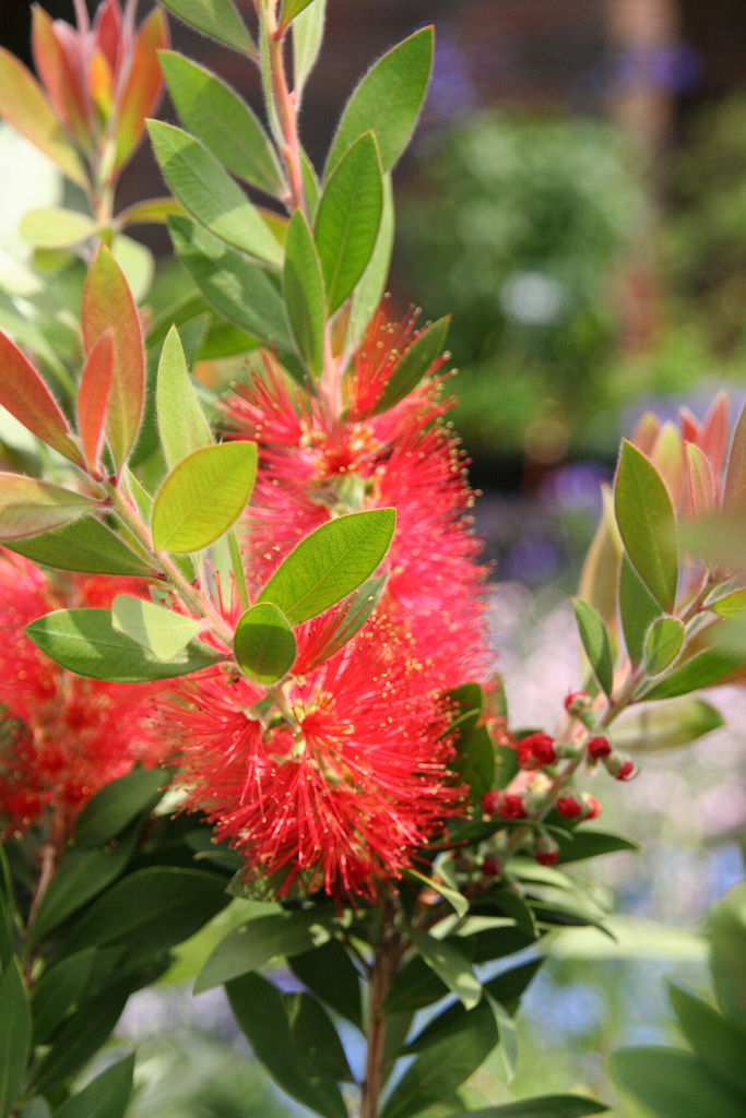 ブラシの木と夏の花 プチ フルール Actis Flower Garden Green