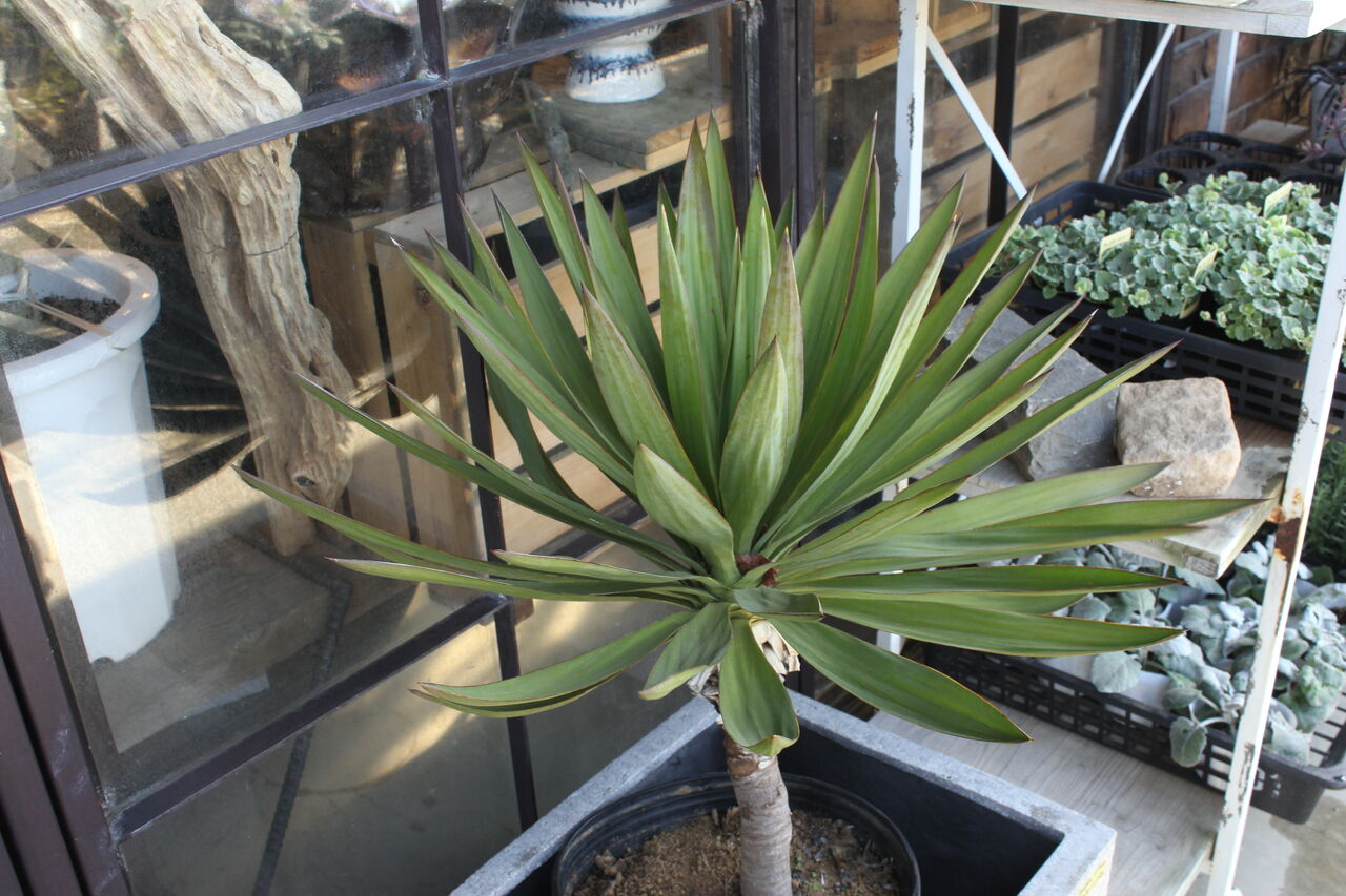 ユッカ　グロリオサ【C】 キミガヨラン　ドライガーデン ユッカ グロリオサ【C】 キミガヨラン ドライガーデン