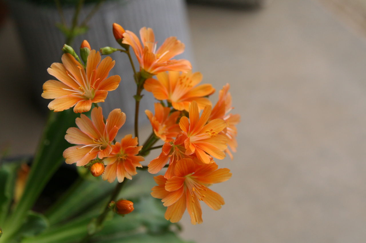 寒さに負けない レウィシア マウンテンエンジェル プチ フルール Actis Flower Garden Green