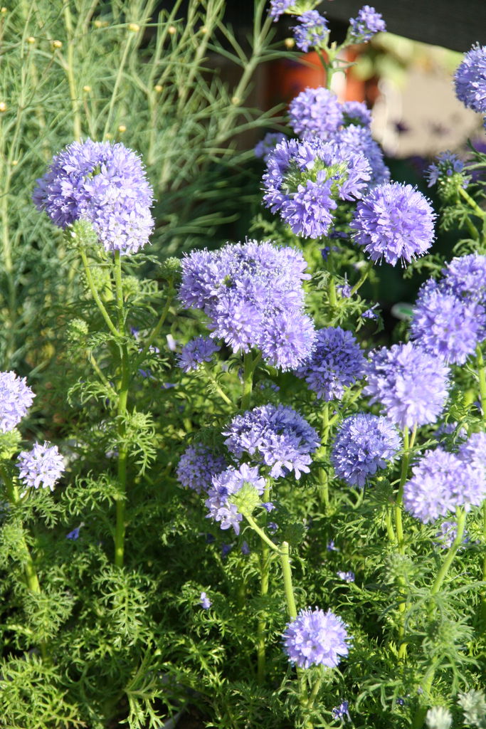 ギリア レプタンサブルー とブルーの花たち プチ フルール Actis Flower Garden Green