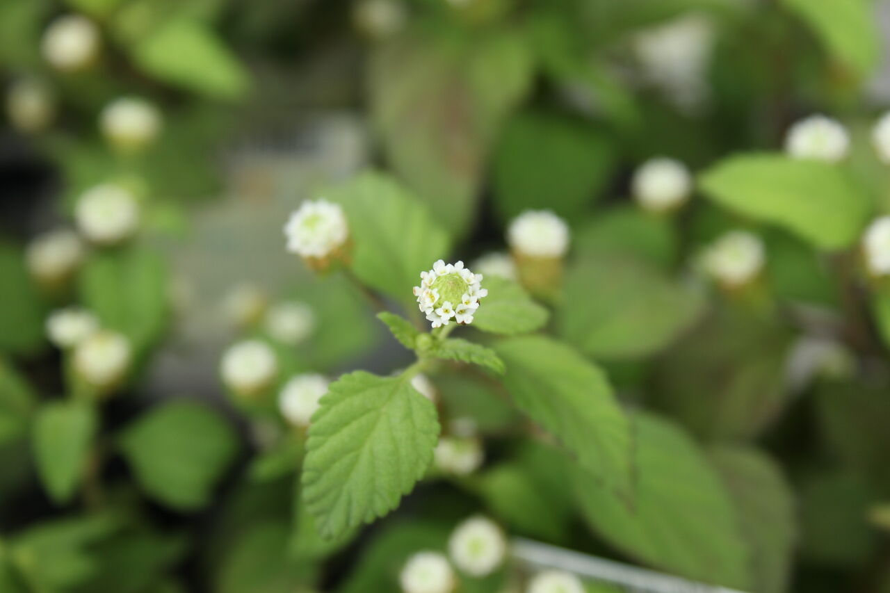 メキシカンスイートハーブと夏の白い花 プチ フルール Actis Flower Garden Green