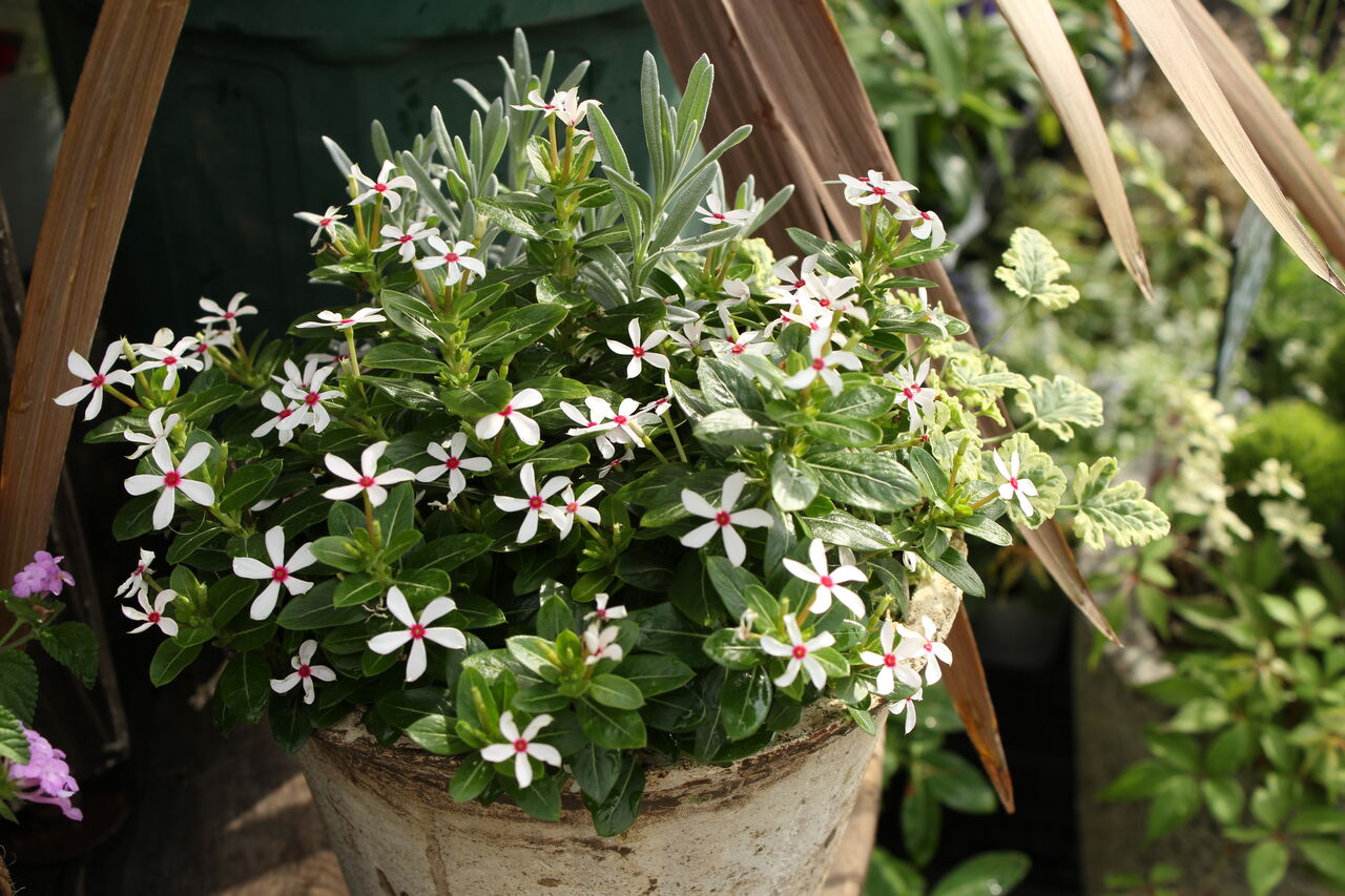 夏の寄せ植え プチ フルール Actis Flower Garden Green
