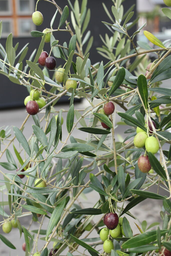 雪国育ちで丈夫です プチ フルール Actis Flower Garden Green