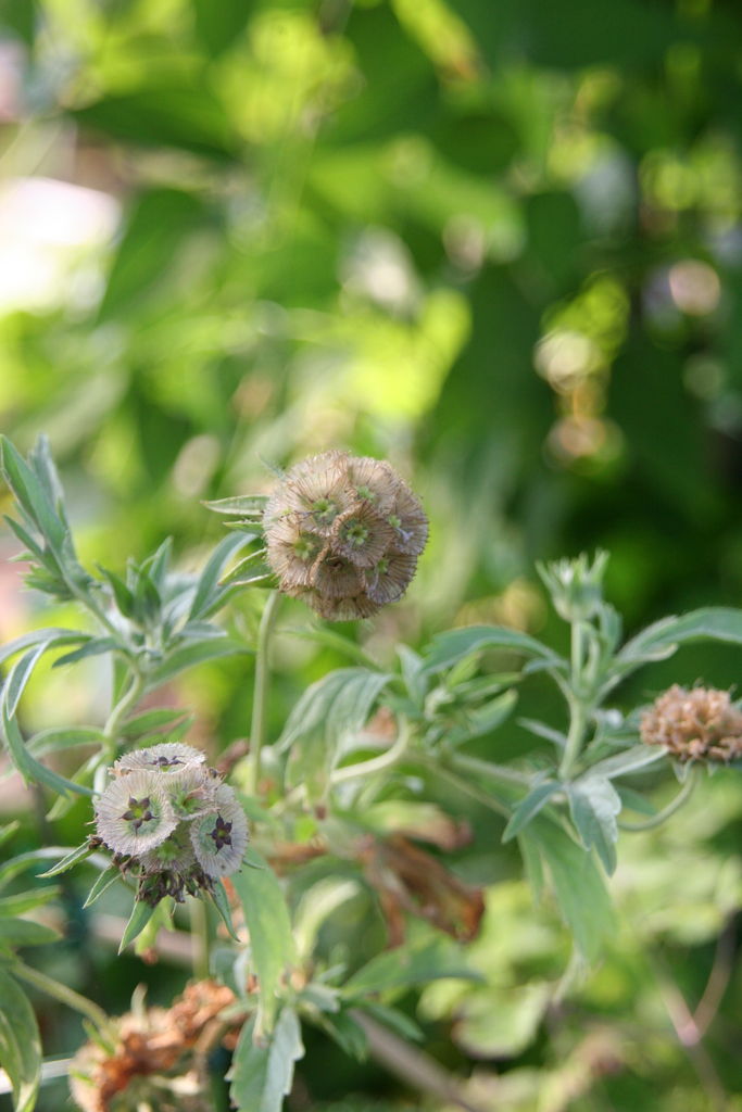 スカビオサ ドラムスティック プチ フルール Actis Flower Garden Green