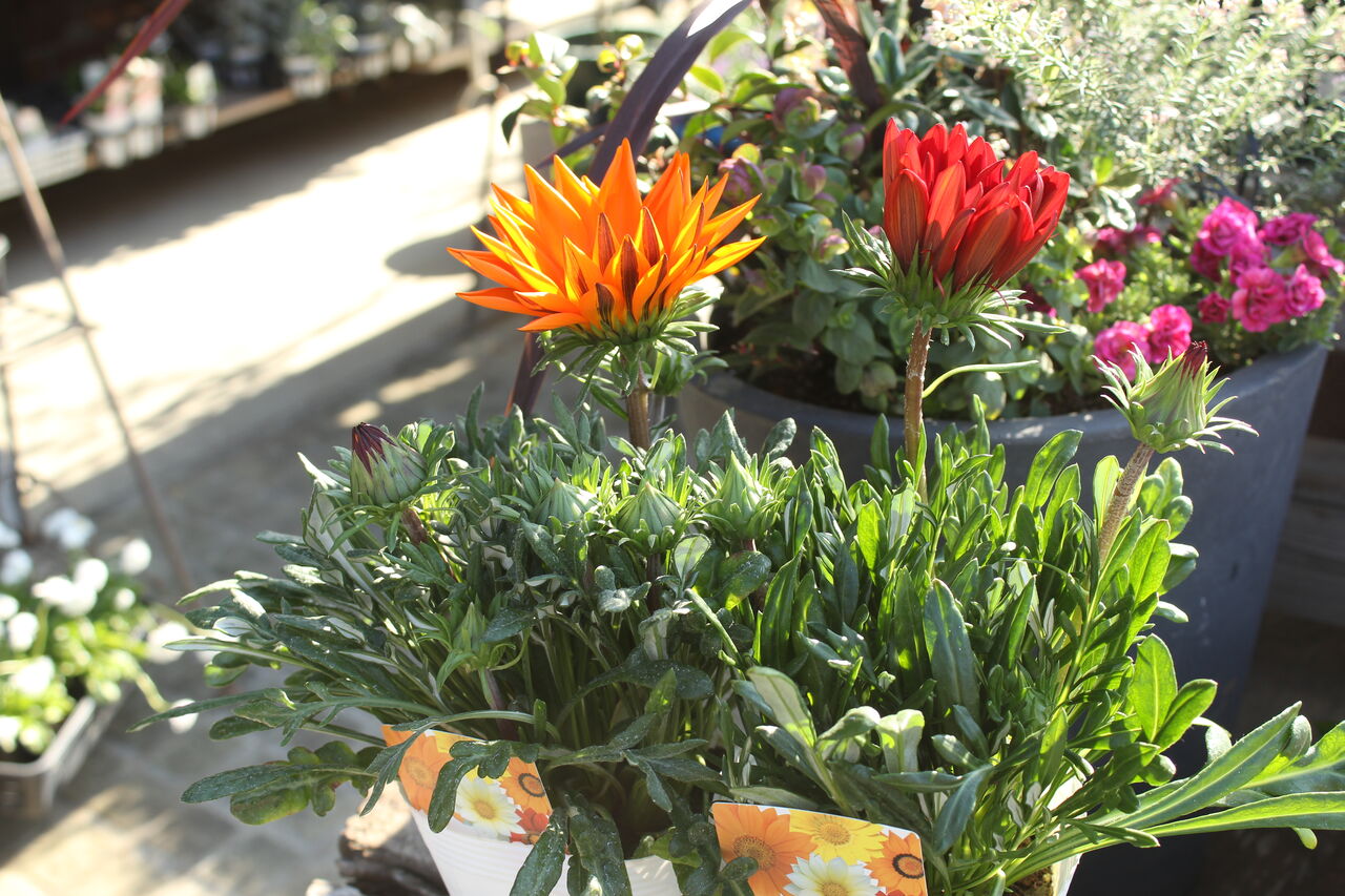 元気さならこれ ガザニア ガズー プチ フルール Actis Flower Garden Green