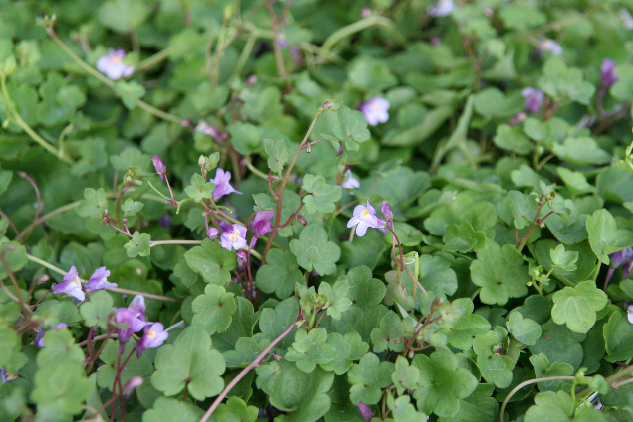 新入荷のお花たち 春満開 プチ フルール Actis Flower Garden Green