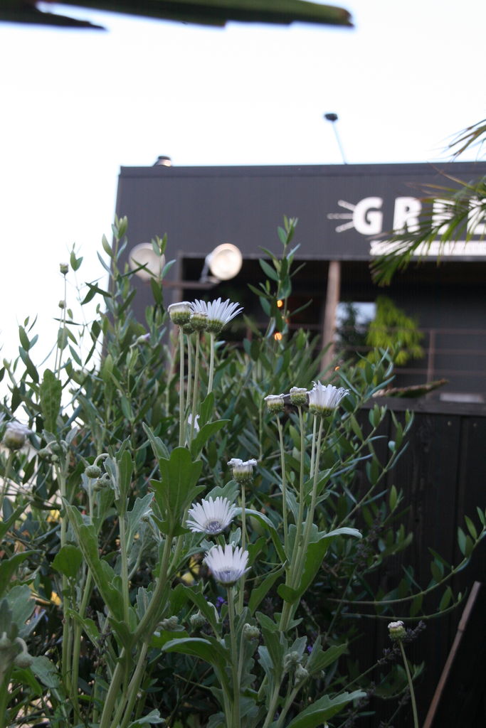 暑さ大好き アークトチス グランディス プチ フルール Actis Flower Garden Green 暑さ大好き アークトチス グランディス プチ フルール Actis Flower Garden Green