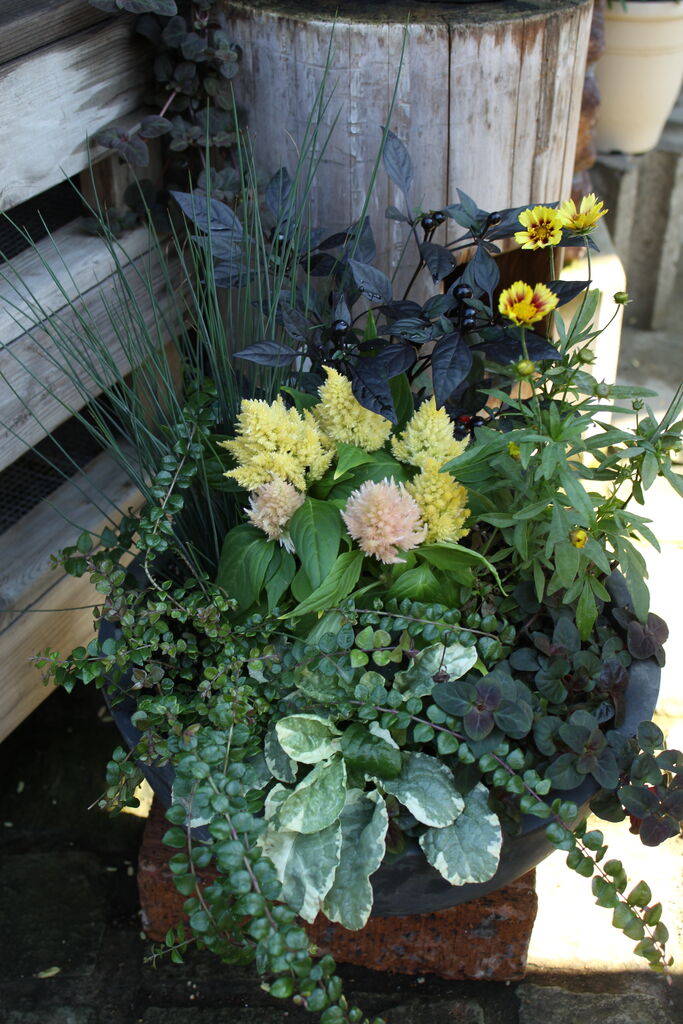 秋の寄せ植えおススメです プチ フルール Actis Flower Garden Green