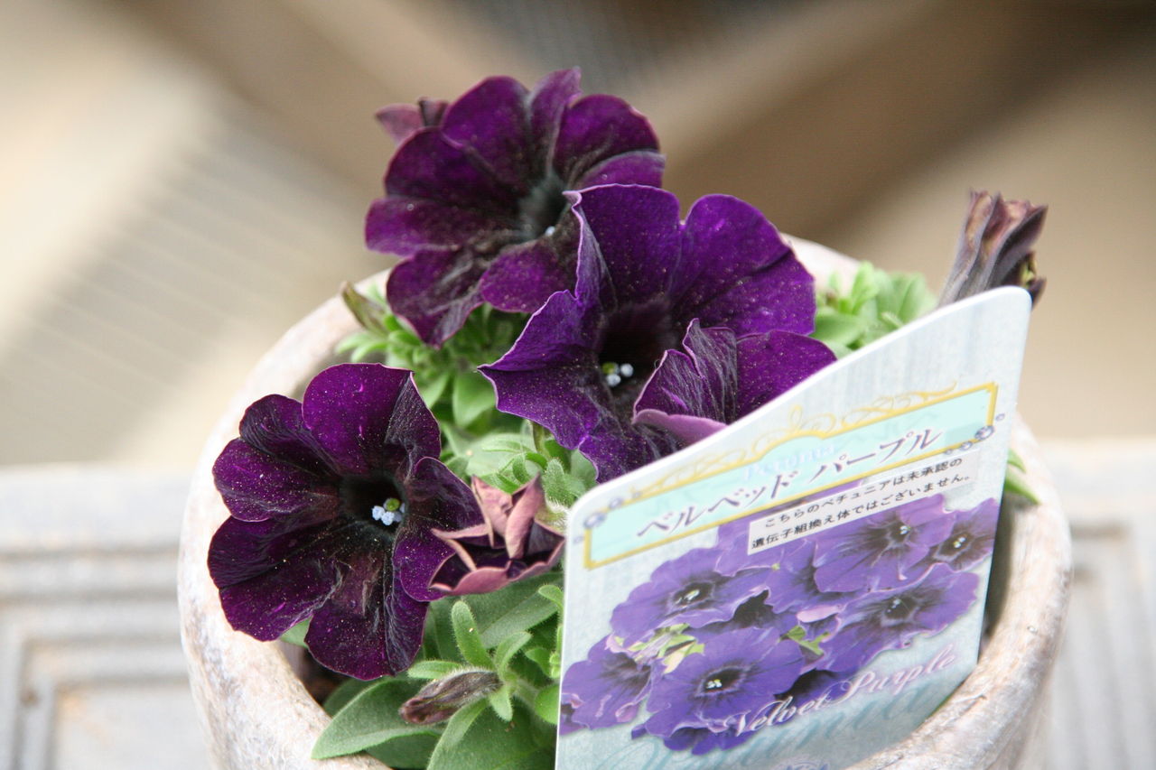 今年はどれにしようかな プチ フルール Actis Flower Garden Green 今年はどれにしようかな プチ フルール Actis Flower Garden Green