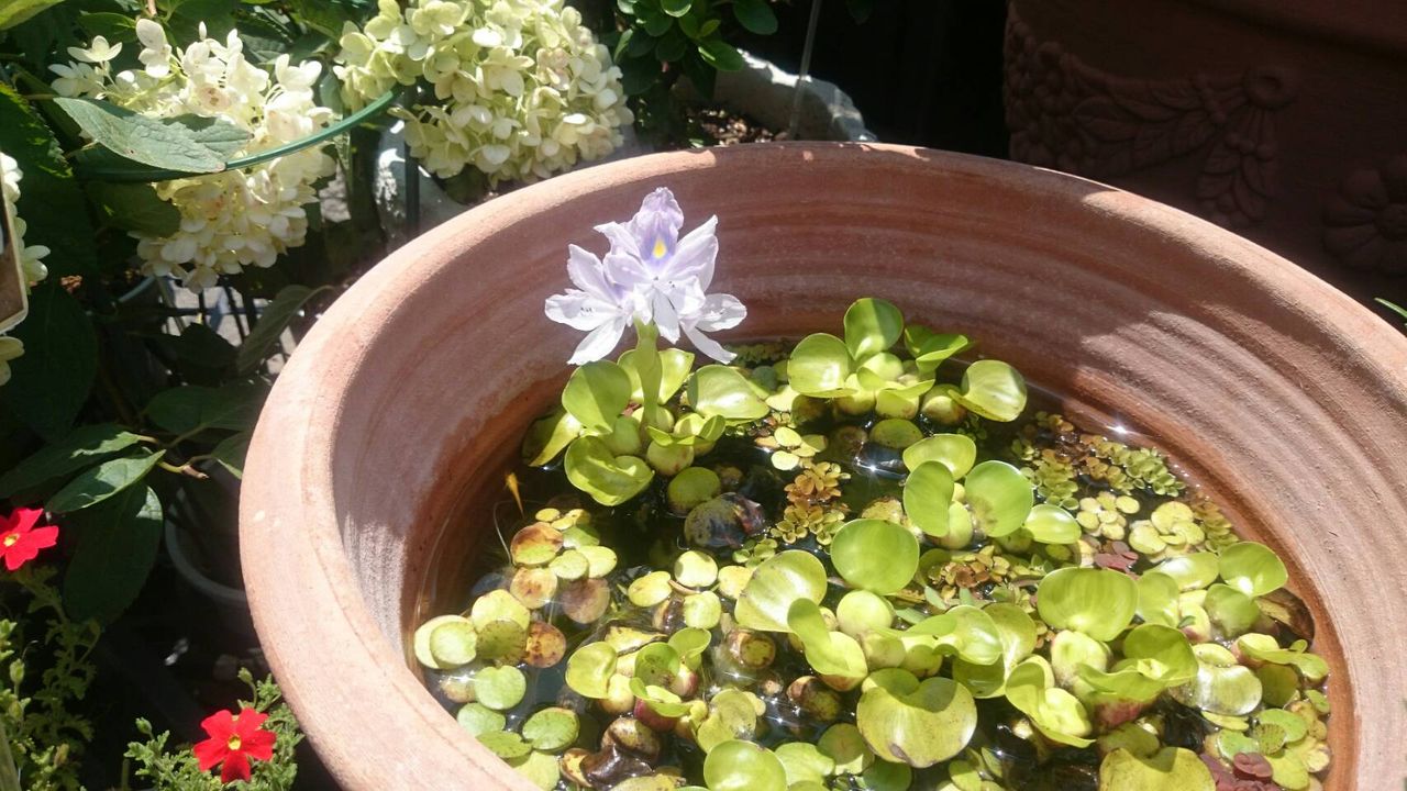 サクシセラ フロステッドパール とフクシア ガーテンマイスター プチ フルール Actis Flower Garden Green