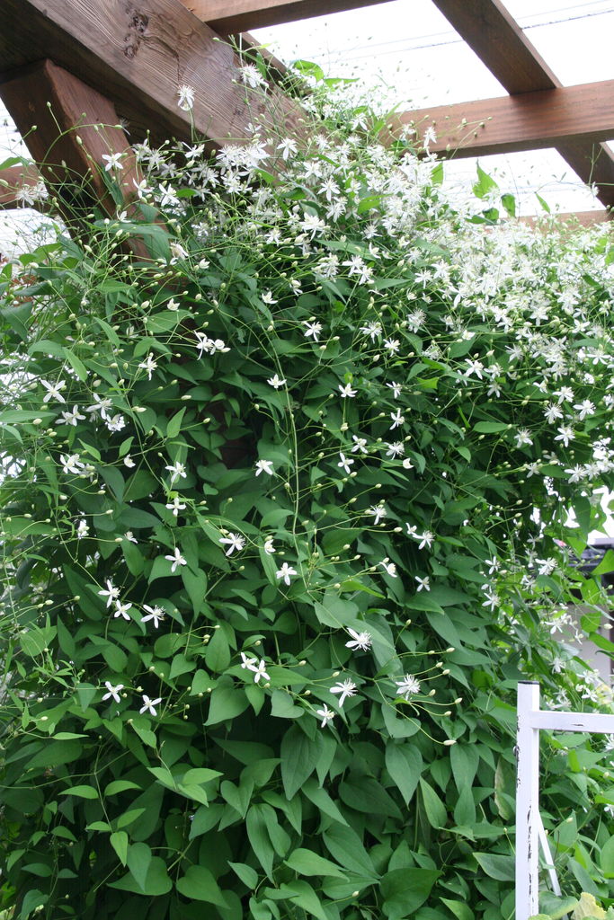 満開 原種クレマチス センニンソウ プチ フルール Actis Flower Garden Green 満開 原種クレマチス センニンソウ プチ フルール Actis Flower Garden Green