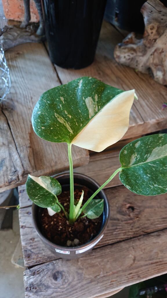 ザミオクルカスレイヴン斑入り② ザミオクルカスの種類や耐寒性まとめ。育て方もメモしています