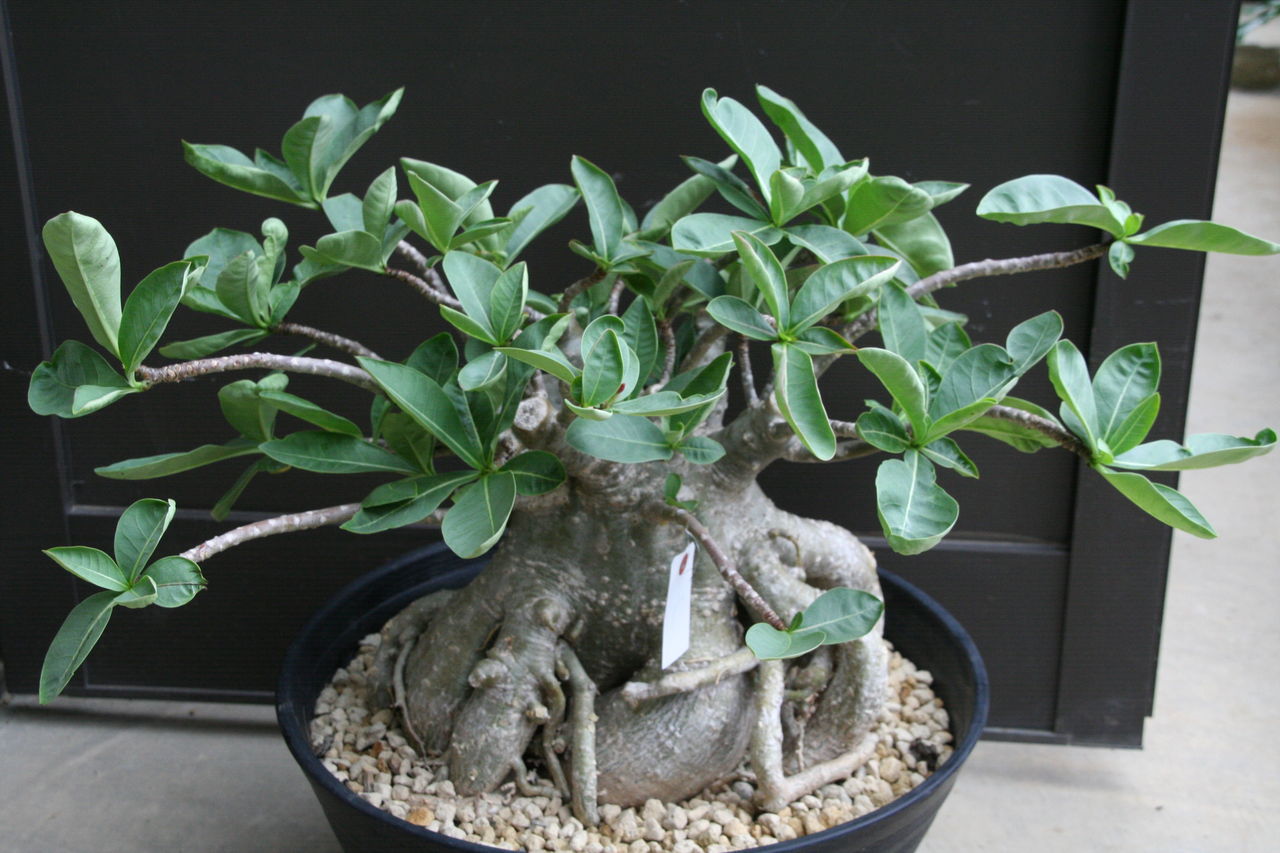 まるで芸術品！！超特大アデニウム : ACTIS FLOWER＆GARDEN GREEN プチ