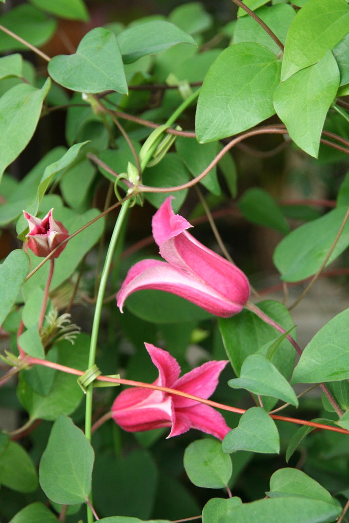 ベル型クレマチスと不思議色のクレマチス プチ フルール Actis Flower Garden Green