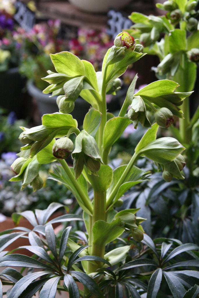 クリスマスローズ色々到着 プチ フルール Actis Flower Garden Green