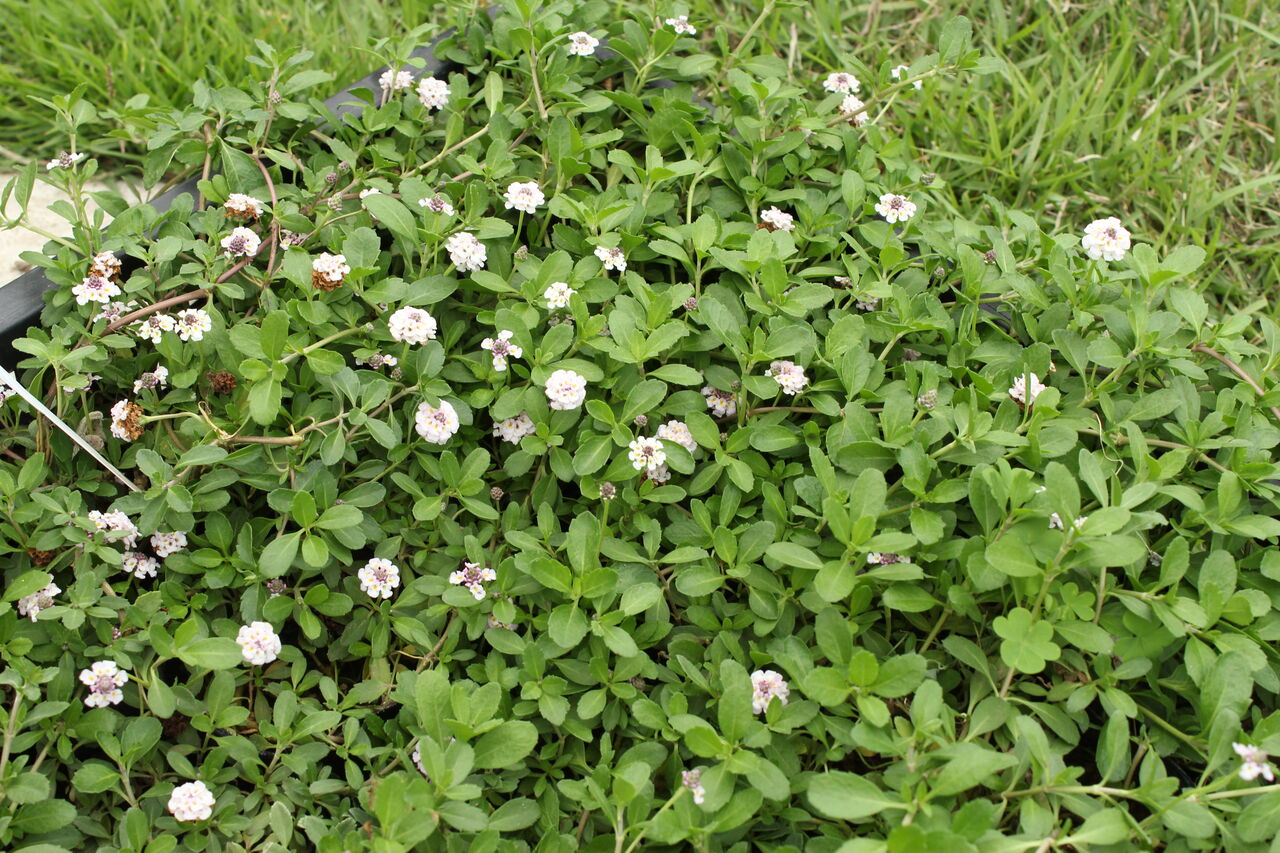 グランドカバーに プチ フルール Actis Flower Garden Green