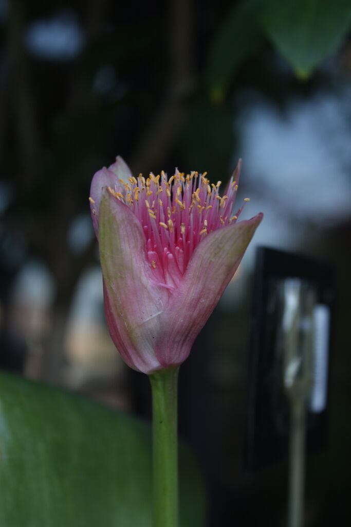 マユハケオモト ピンク 桃花 濃いめ ハエマンサス ピンク