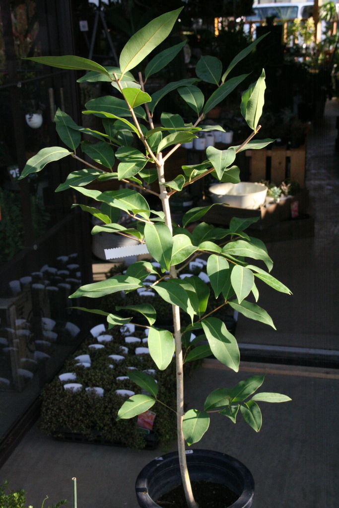 アマゾンオリーブと観葉植物 プチ フルール Actis Flower Garden Green