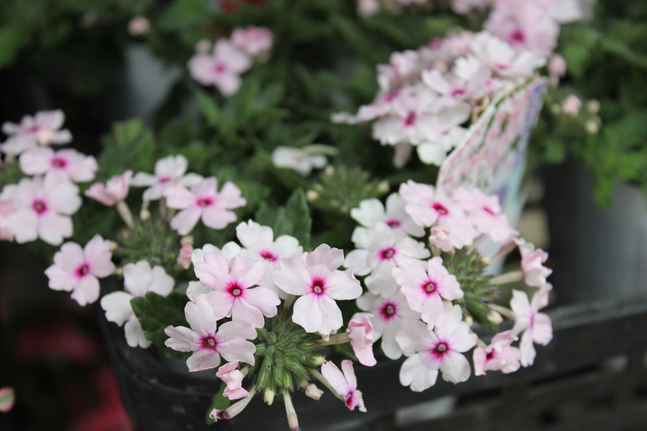 バーベナで華やかに プチ フルール Actis Flower Garden Green