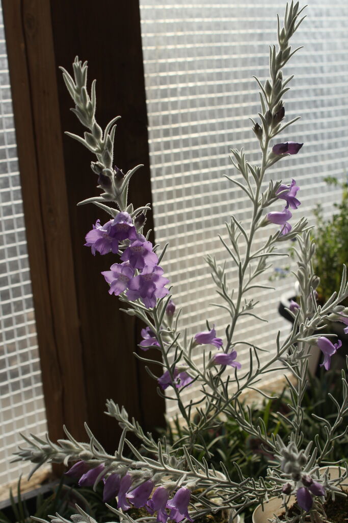 シルバーのリーフもいろいろです プチ フルール Actis Flower Garden Green