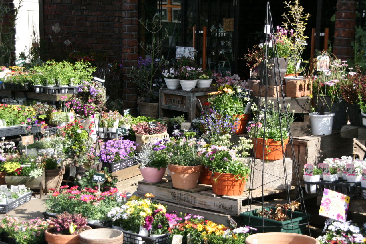 花いっぱい 宿根草苗第3弾も プチ フルール Actis Flower Garden Green