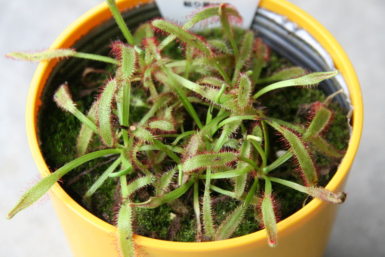 食虫植物いろいろ プチ フルール Actis Flower Garden Green 食虫植物いろいろ プチ フルール Actis Flower Garden Green