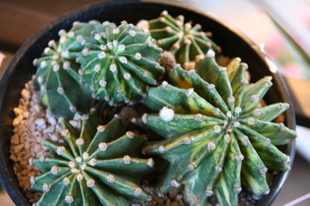 カッコいいサボテンも プチ フルール Actis Flower Garden Green