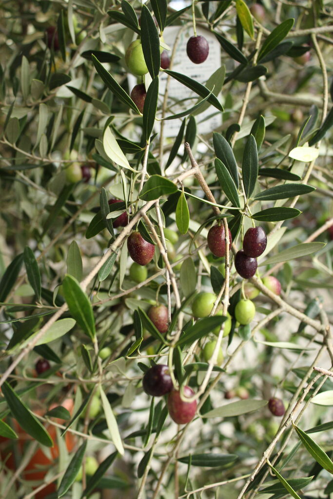 雪国育ちで丈夫です プチ フルール Actis Flower Garden Green