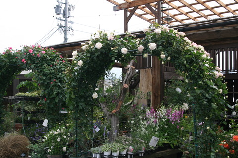 バラとバラに合う草花あります プチ フルール Actis Flower Garden Green バラとバラに合う草花あります プチ フルール Actis Flower Garden Green