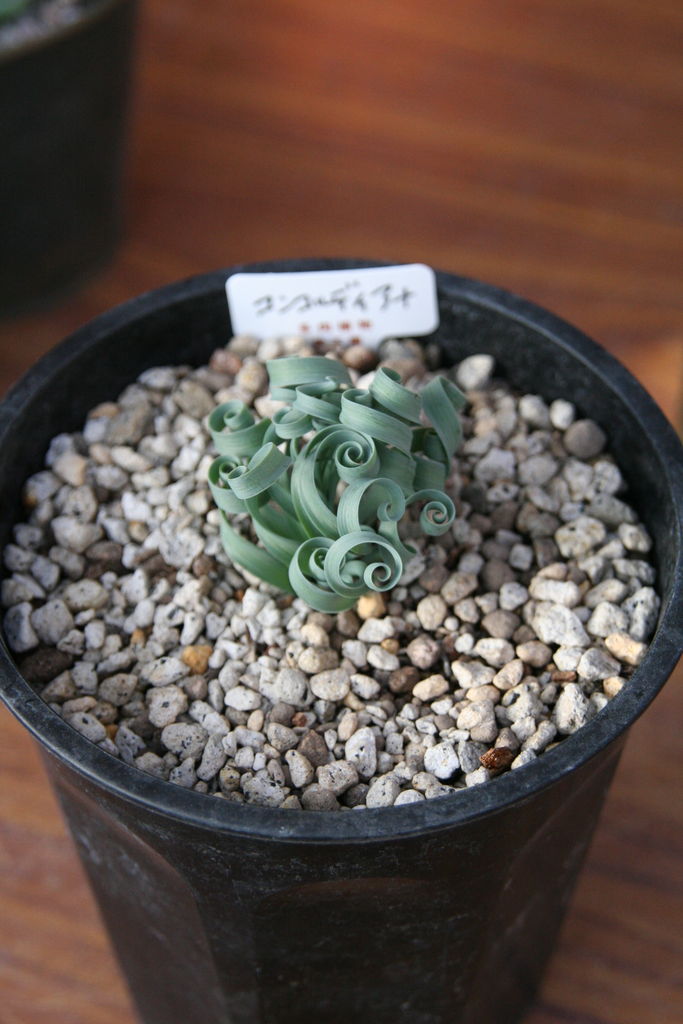 多肉到着♪from錦玉園 : ACTIS FLOWER＆GARDEN GREEN プチ*フルール