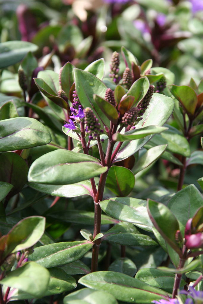 ベロニカ グレイス とバーベナ バンプトン プチ フルール Actis Flower Garden Green