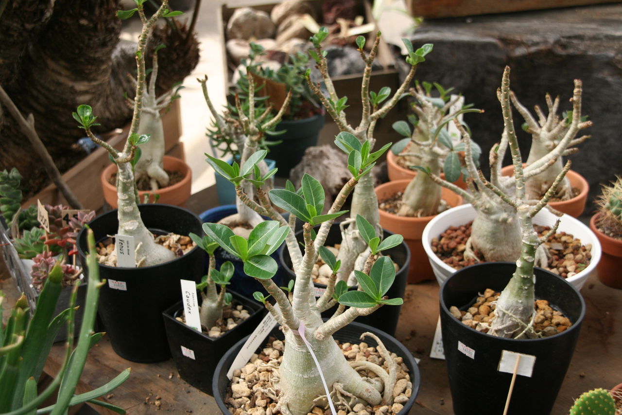 元気な多肉たち ディッキアもピカピカです プチ フルール Actis Flower Garden Green