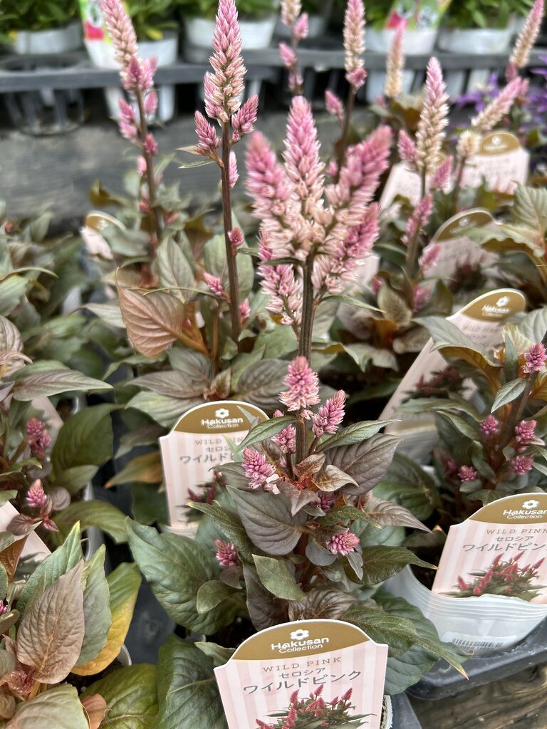 セロシア「ワイルドピンク」と入荷の花たち : ACTIS FLOWER＆GARDEN