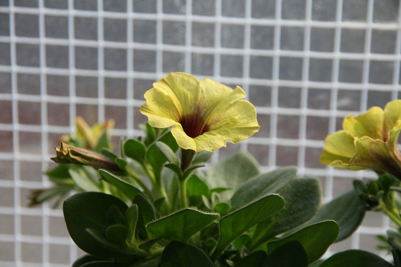ペチュニア モンローウォーク と入荷の花たち プチ フルール Actis Flower Garden Green