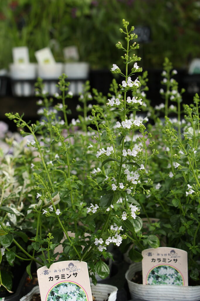 宿根ロベリアと季節の花たち プチ フルール Actis Flower Garden Green 宿根ロベリアと季節の花たち プチ フルール Actis Flower Garden Green